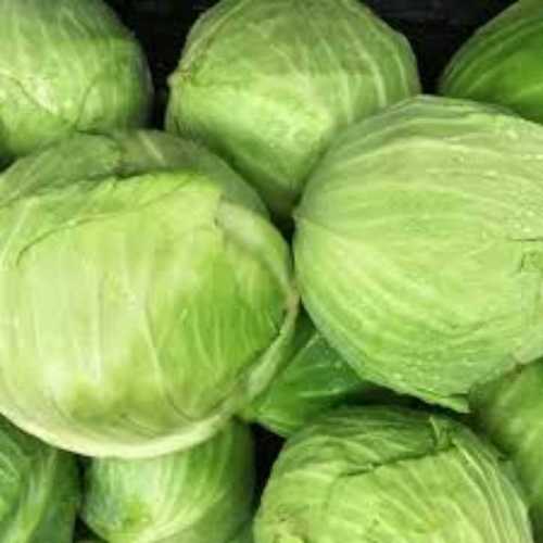 Green Organic Fresh Cabbage