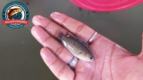 Fresh Koi Fish Seed