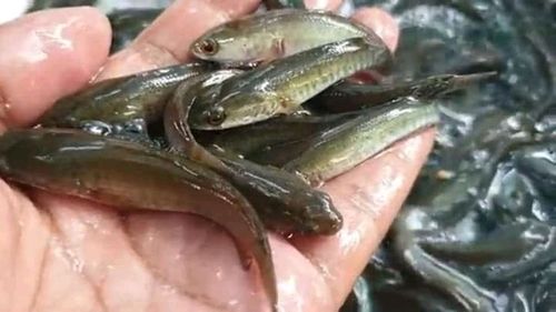 Murrel Fish For Fish Seeds