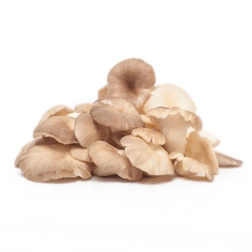 Natural Color Organic Dried Oyster Mushroom