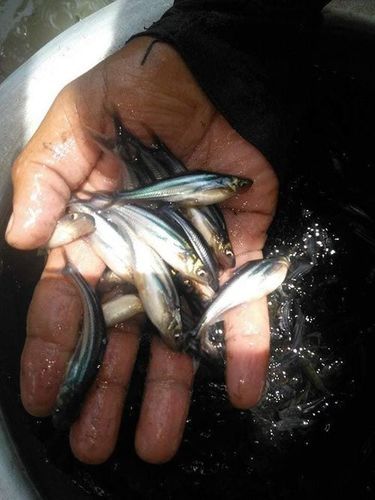 Black And Silver Pangasius Fish For Fish Seeds