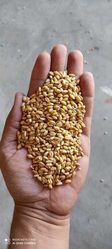 Impurity Free Wheat Seed