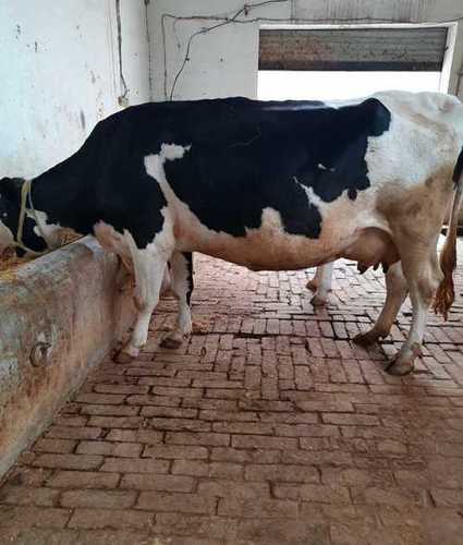 Pure Holstein Friesian Cow for Dairy Use