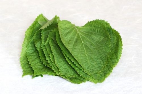 Natural Green Perilla Leaf