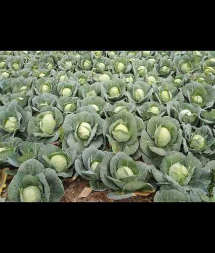 Wholesale Price Freshly Harvested Cabbage