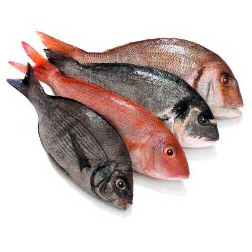 High Nutrition Fresh Fish