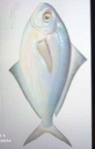 Wholesale Price Fresh Fish