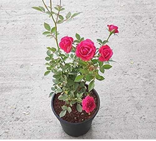 Organic Rose Flowering Plant