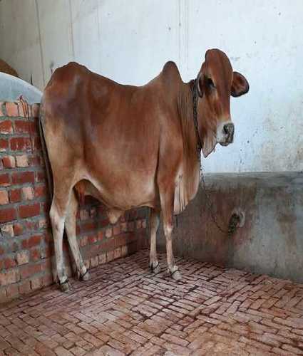 Pure Sahiwal Cow For Dairy Farming