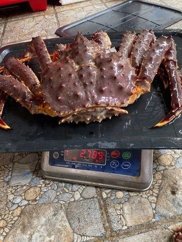 Alive King Crab 20kg