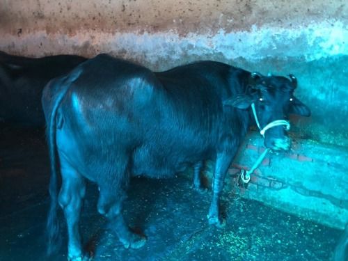 Murrah Buffalo For Dairy Farming