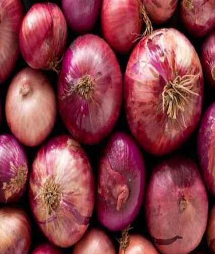 Export Quality Fresh Onion