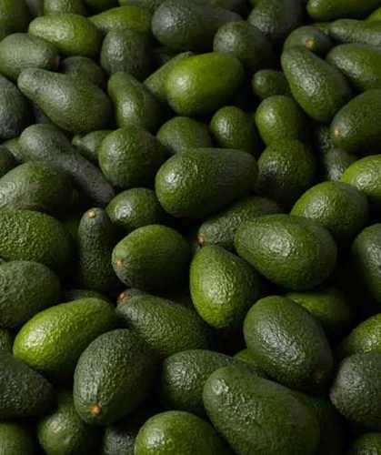 Fresh Green Avacado Fruit