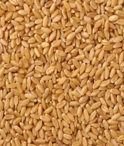 Wholesale Price Raw Wheat Grain