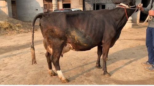 Pure HF Cow For Dairy Farming