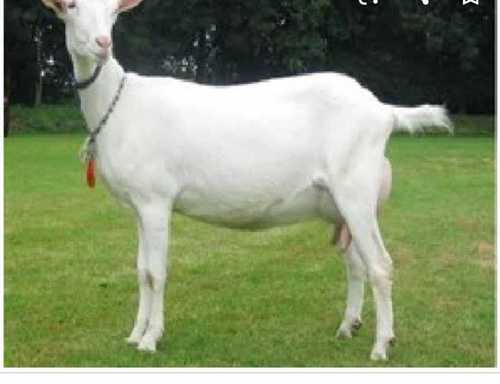 Goat Farming Services By Chandekar Goat Farm