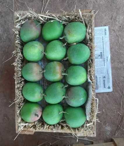 Green Export Quality Alphanso Mango