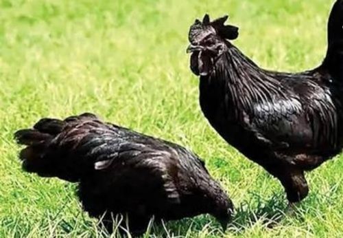 Black Live Kadaknath Chicken