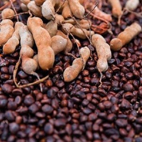 Dried Brown Tamarind Seeds
