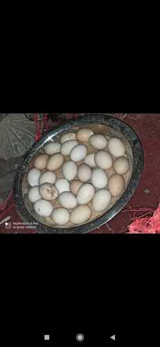 Organic Kadaknath Eggs