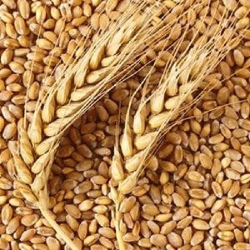 Sun Dried Wheat Seeds