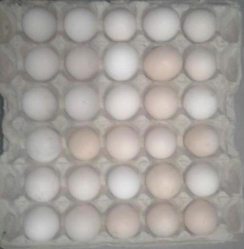 White Sonali Hatching Eggs