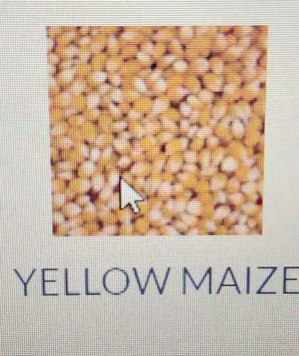 Common Natural Yellow Maize