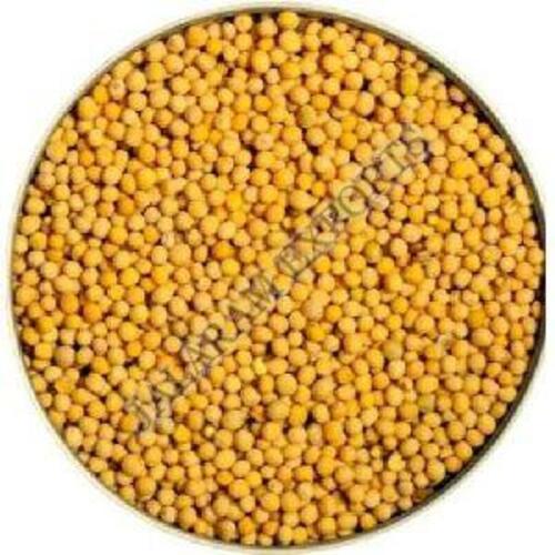 A Grade Yellow Mustard Seeds