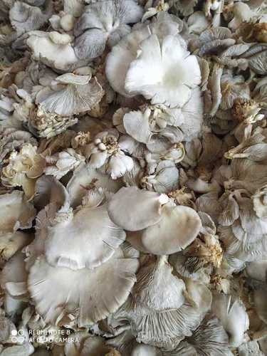 A Grade Fresh Oyster Mushroom