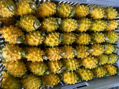 Common Natural Yellow Dragon Fruit