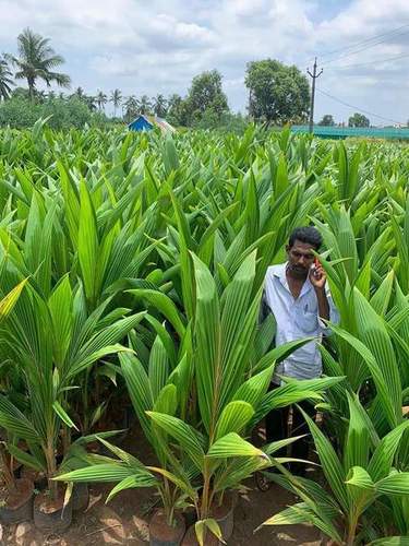 High Solid Hybrid Coconut Plant