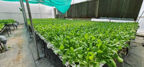 Hydroponically Grown Spinach Fresh