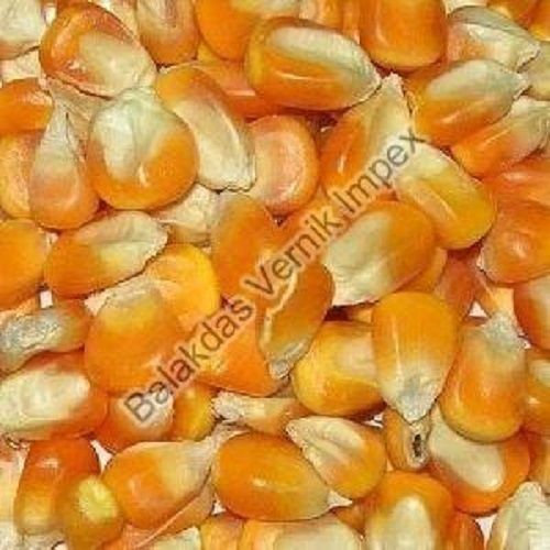 Yellow Organic Grade Corn Seeds