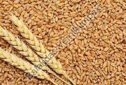 Organic Grade Wheat Seeds