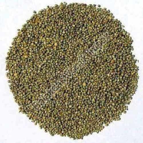 Organic Pearl Millet Seeds