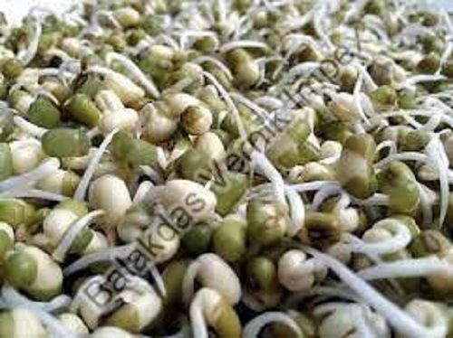 Organic Sprout Seeds