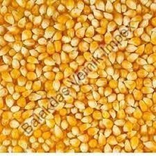 Organic Yellow Maize Seeds Purity: 100