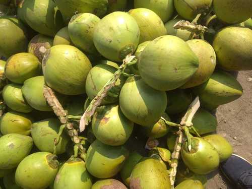 Rich Taste Indian Origin Green Coconut With High Nutritious Value