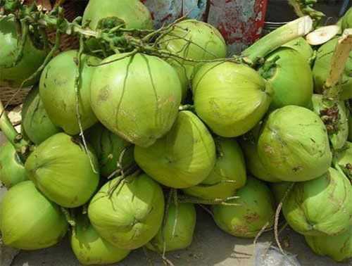 A Grade Fresh Green Coconut