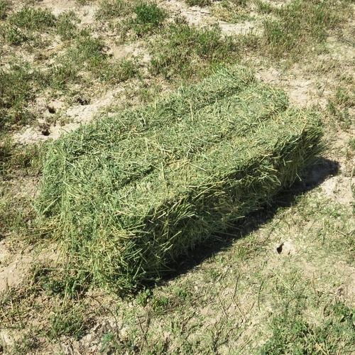 Green Alfalfa Hay Animal Feeding Stuff