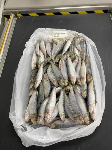 Fish Frozen Sardines