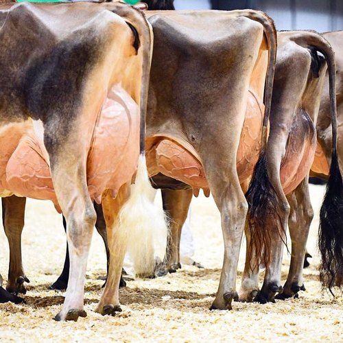 Healthy Pregnant Holstein Heifers Dairy Cows