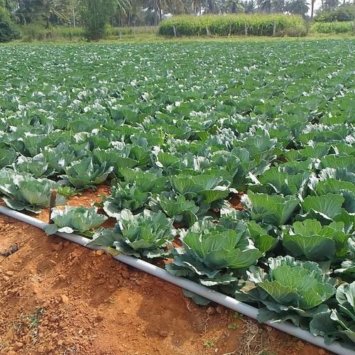 Organic Grade Fresh Cabbage