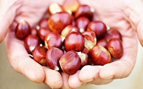 Common Raw Sweet Fresh Chestnut