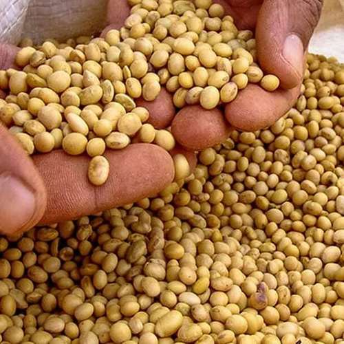 100% Natural Dried Soybean