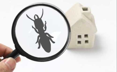 Home Spray Termite Control Services By SHREE SHINE TRADE IMPEX PRIVATE LIMITED