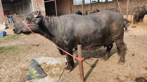 Indian Black Murrah Buffalo