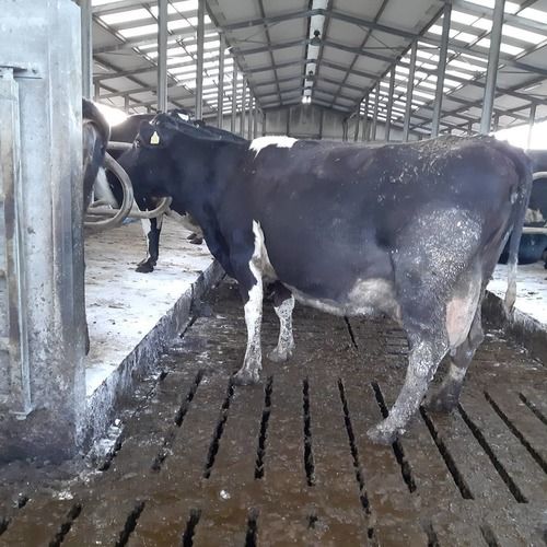 Pregnant Holstein Heifers Cow