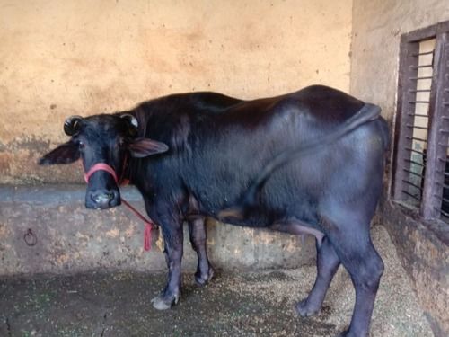 Pure Murrah Buffalo For Dairy Farming