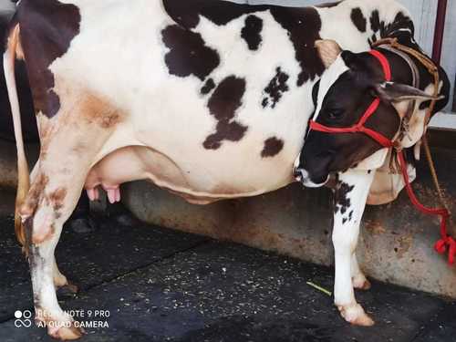 White And Brown Colour High Milk Yielding Hf Cows